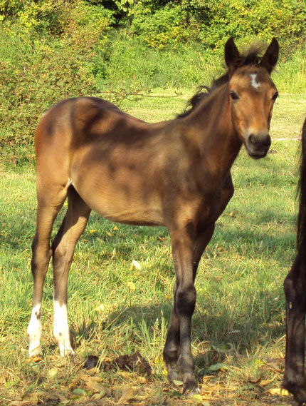 Nuffie's colt